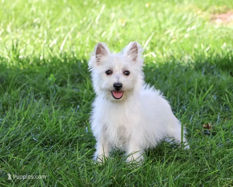 AKC Delight – West Highland White Terrier puppy for sale in Syracuse, IN