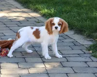 AKC Khalil, a male Cavalier King Charles Spaniel for sale in Syracuse, IN – 5 of 10