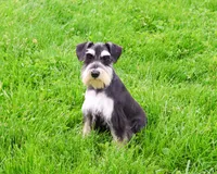 AKC Azriel, a male Miniature Schnauzer for sale in Syracuse, IN – 4 of 10