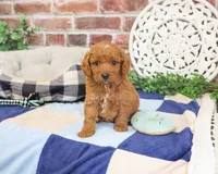 F1B Donut, a male Cavapoo for sale in Syracuse, IN – 3 of 6