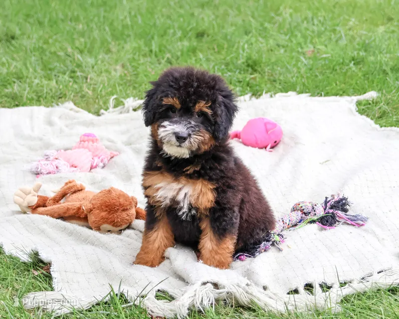 F1B Willow – Saint Berdoodle puppy for sale in Syracuse, IN