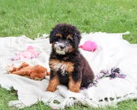 F1B Willow, a female Saint Berdoodle for sale in Syracuse, IN – 1 of 10