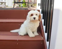 F1 Shiloh , a male Cavapoo for sale in Syracuse, IN – 3 of 10