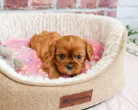 AKC Dreamer, a female Cavalier King Charles Spaniel for sale in Syracuse, IN – 4 of 7