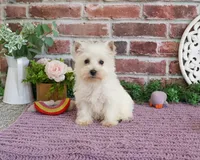 AKC Caroline, a female West Highland White Terrier for sale in Syracuse, IN – 8 of 8