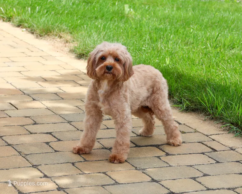 Cecelia – Cavapoo puppy for sale in Syracuse, IN