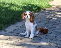 AKC Khalil, a male Cavalier King Charles Spaniel for sale in Syracuse, IN – 4 of 10