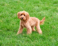 F1B Carson, a male Cavapoo for sale in Syracuse, IN – Photo 4 of 9