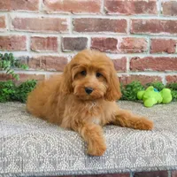 F1B Carson, a male Cavapoo for sale in Syracuse, IN – Photo 5 of 9