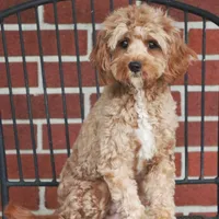 F1B Carson, a male Cavapoo for sale in Syracuse, IN – Photo 7 of 9