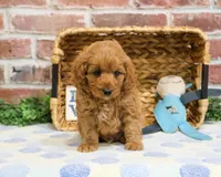 F1B Carson, a male Cavapoo for sale in Syracuse, IN – Photo 7 of 10