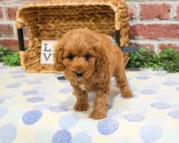 F1B Carson, a male Cavapoo for sale in Syracuse, IN – Photo 6 of 10