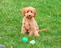 F1B Carson, a male Cavapoo for sale in Syracuse, IN – Photo 2 of 9