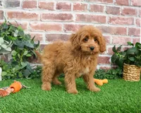 F1B Carson, a male Cavapoo for sale in Syracuse, IN – Photo 4 of 10