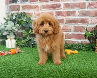 F1B Carson, a male Cavapoo for sale in Syracuse, IN – Photo 3 of 10