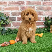 F1B Carson, a male Cavapoo for sale in Syracuse, IN – Photo 8 of 9