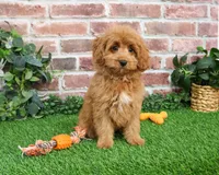 F1B Carson, a male Cavapoo for sale in Syracuse, IN – Photo 1 of 10