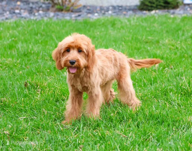 F1B Carson – Cavapoo puppy for sale in Syracuse, IN
