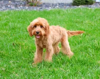 F1B Carson, a male Cavapoo for sale in Syracuse, IN – Photo 1 of 9
