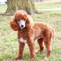 F1B Carson, a male Cavapoo for sale in Syracuse, IN – Photo 9 of 9