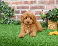 F1B Carson, a male Cavapoo for sale in Syracuse, IN – Photo 2 of 10