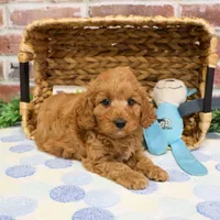 F1B Carson, a male Cavapoo for sale in Syracuse, IN – Photo 3 of 9