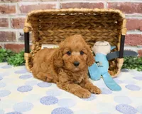 F1B Carson, a male Cavapoo for sale in Syracuse, IN – Photo 5 of 10