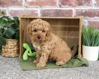 F1B Benny, a male Goldendoodle for sale in Syracuse, IN – 1 of 4