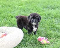 F1B Wrenly, a female Saint Berdoodle for sale in Syracuse, IN – 2 of 5
