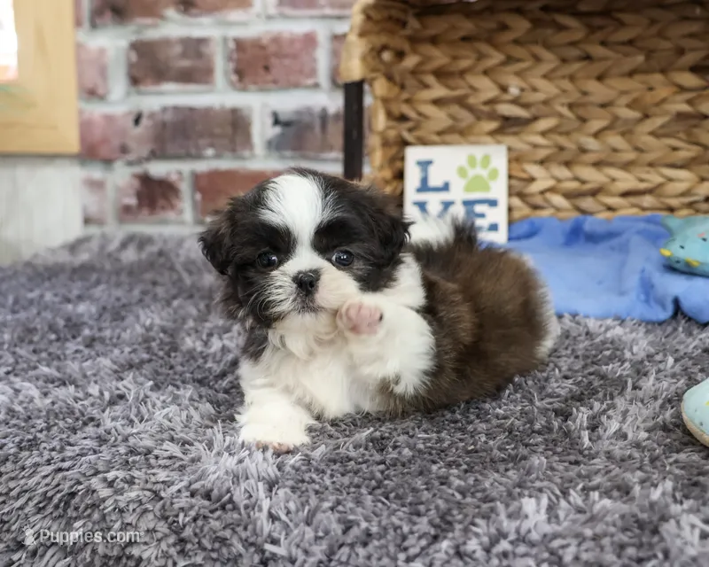 AKC Abel – Shih Tzu puppy for sale in Syracuse, IN