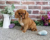 AKC Dreamer, a female Cavalier King Charles Spaniel for sale in Syracuse, IN – 4 of 10
