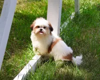 AKC Freckles , a female Shih Tzu for sale in Syracuse, IN – 3 of 10