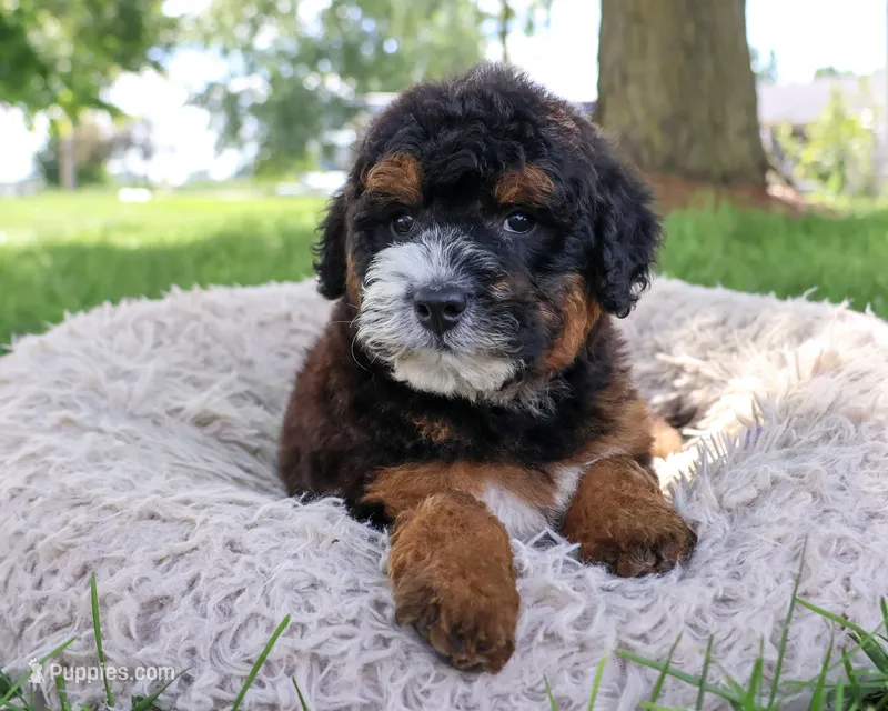 F1B Willow – Saint Berdoodle puppy for sale in Syracuse, IN