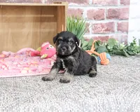 AKC Tessa , a female Miniature Schnauzer for sale in Syracuse, IN – 6 of 6