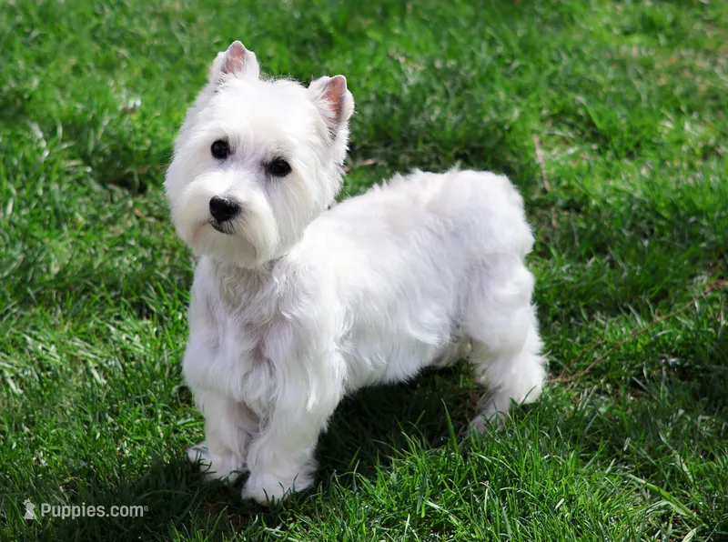 Odessa  – West Highland White Terrier puppy for sale in Syracuse, IN