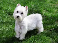 Odessa , a female West Highland White Terrier for sale in Syracuse, IN – 1 of 1