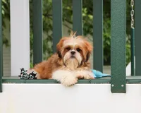 AKC Tramp, a male Shih Tzu for sale in Syracuse, IN – 2 of 10