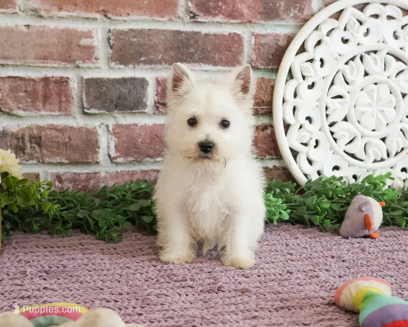 AKC Bonnie – West Highland White Terrier puppy for sale in Syracuse, IN