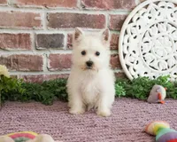 AKC Bonnie, a female West Highland White Terrier for sale in Syracuse, IN – 1 of 10