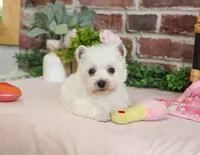 Caroline, a female West Highland White Terrier for sale in Syracuse, IN – 3 of 7
