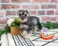 AKC Ava, a female Miniature Schnauzer for sale in Syracuse, IN – 3 of 5
