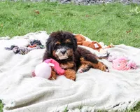 F1B Willow, a female Saint Berdoodle for sale in Syracuse, IN – 3 of 10