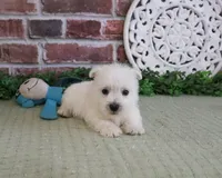 AKC Wallace , a male West Highland White Terrier for sale in Syracuse, IN – 3 of 7