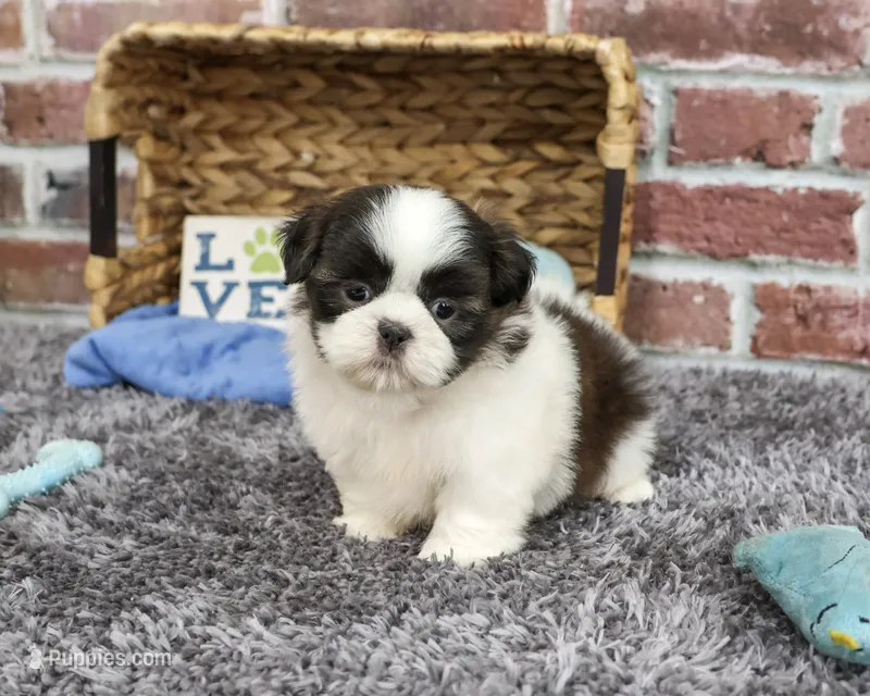 AKC Arlo – Shih Tzu puppy for sale in Syracuse, IN