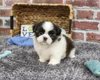 AKC Arlo, a male Shih Tzu for sale in Syracuse, IN – 1 of 6