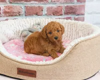 F1B Sugar, a female Cavapoo for sale in Syracuse, IN – 2 of 6