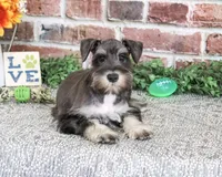 AKC Dawson, a male Miniature Schnauzer for sale in Syracuse, IN – 4 of 6