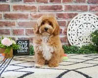 F1B Latte, a female Cavapoo for sale in Syracuse, IN – 3 of 4