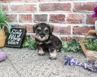 AKC Libby, a female Miniature Schnauzer for sale in Syracuse, IN – 4 of 5