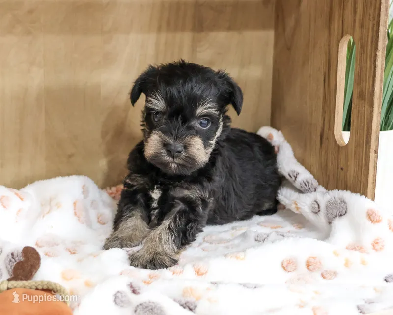 AKC Chief – Miniature Schnauzer puppy for sale in Syracuse, IN